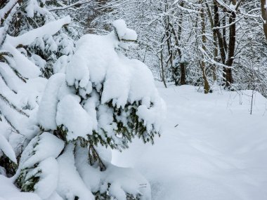 Ormanda karla kaplı bir ağaç