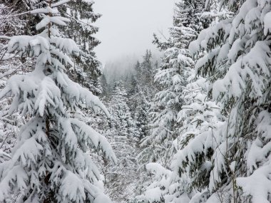 Güzel karlı orman manzarası