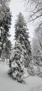 Kar- ormandaki ağaçlar