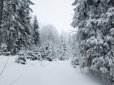 Ormanda köknar ağaçları olan karlı bir manzara..