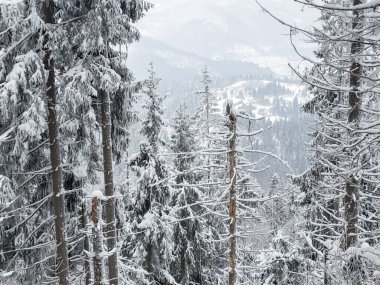 karla kaplı çam ağacı ormanı