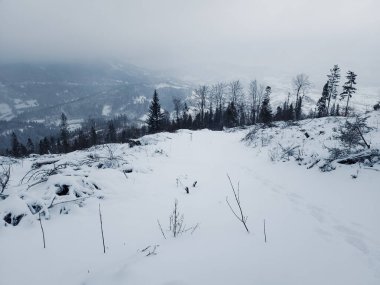 Ormanda karla kaplı ağaçlar
