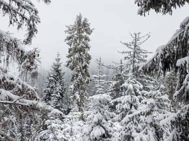 Kış manzarası karlı dağlar ve çam ağaçları.