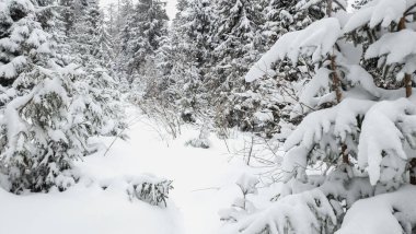 Karlı kış manzarası - ormandaki tepeli ağaçlar.