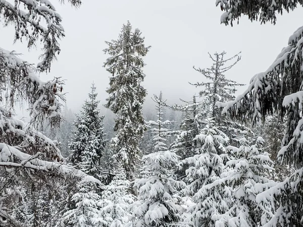 Kış manzarası karlı dağlar ve çam ağaçları.