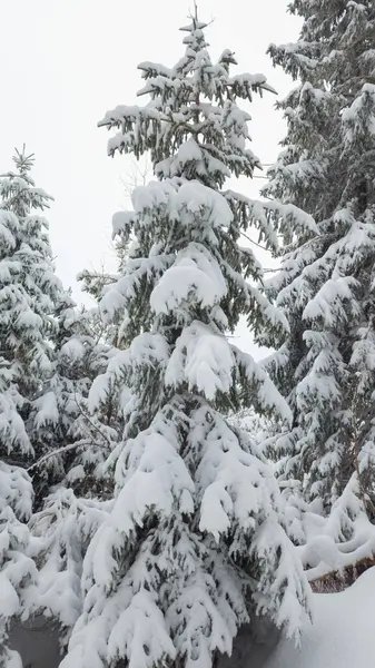 Karlı köknar ormanlarının kış manzarası. Karla kaplı Noel ağaçları.