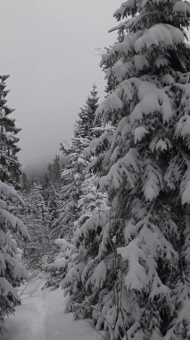 Ormandaki ağaçlar ve dallar karla kaplıydı.