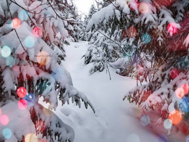 Dağlarda Noel ağacı ve kar ve renk bokeh