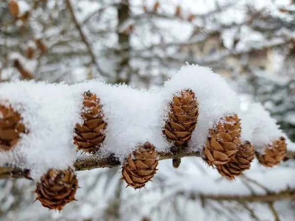 pine cone on snow