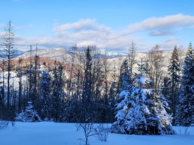 Dağlarda karla kaplı ağaçlar.