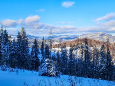 Karla kaplı köknar ağaçları ile kış manzarası