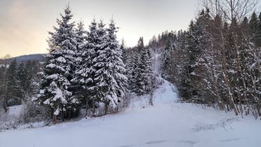 Karla kaplı ağaçlarla kaplı kış manzarası