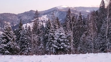 Karla kaplı ağaçlarla kaplı güzel kış manzarası