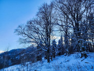 Karlı kış manzarası ve karla kaplı bir orman