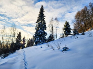 Karlı kış manzarası. Karda bir ağaç var. Ormanla kaplı.