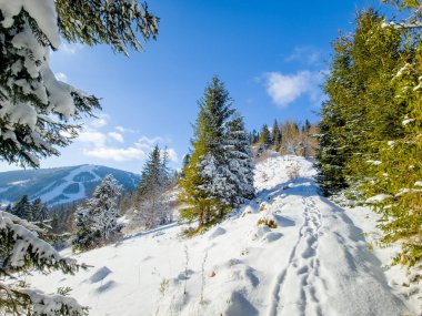 Arkasında kar ve ağaçlar olan karlı dağ ormanları