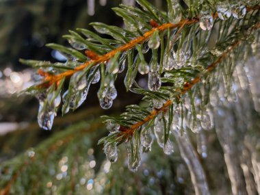 Buz kristalleri ve buz sarkıtları olan çam ağacı dalı