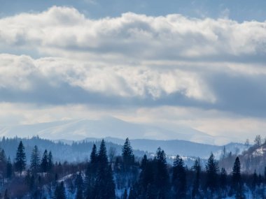 Karpatya dağlarında karla kaplı ağaçlarla kaplı güzel kış dağları