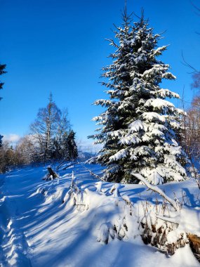 Rusya, güneşli bir günde kış ormanı.