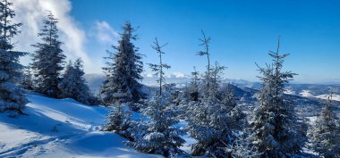Karla kaplı ağaçlarla kaplı kış manzarası