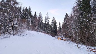 Karla kaplı ağaçlarla kaplı kış manzarası