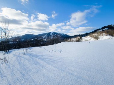 Karla kaplı ağaçlarla kaplı kış manzarası