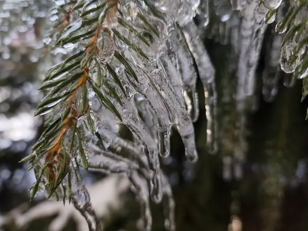 pine branch with ice on the tree