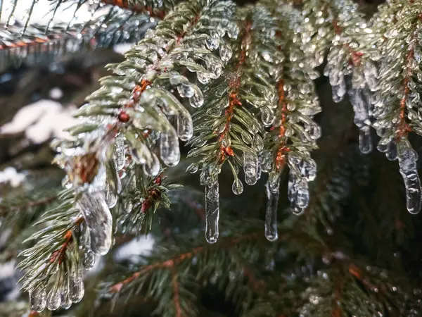 icicles hanging from tree branch