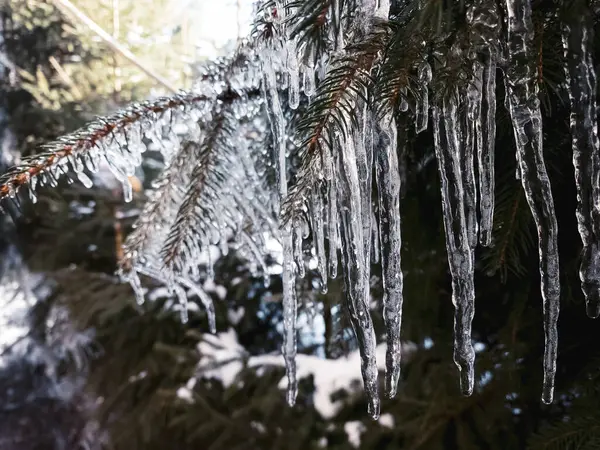 icicles hanging from tree branches in winter