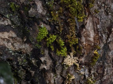 Ağaç kabuğu doku arka planını yakın çekim