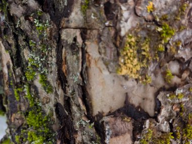 kabuk üzerinde yosun.