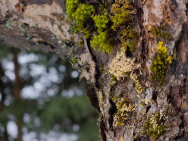 Ormandaki ağaçta yosun