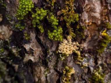 Bir yeşil ağaç gövdesi yakın çekim