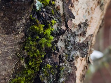 Ağaç kabuğunu kapat.