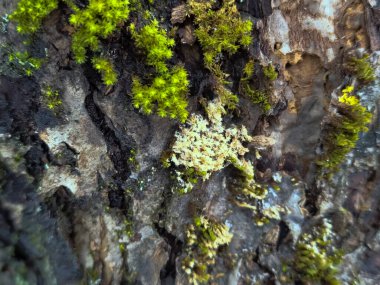 Ağaç gövdesinde yosun