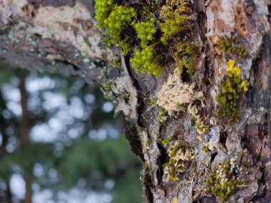 Yeşil yosunları kapatın.