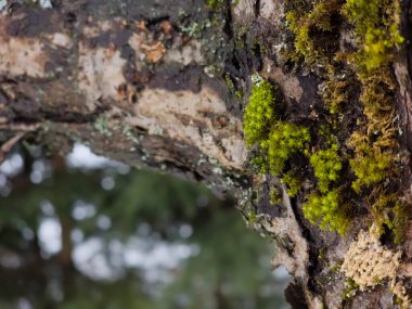 Ağaç gövdesinde yosun