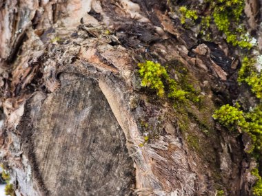 Bahçesinde yosun olan eski bir ağaç gövdesi