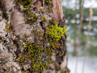 Yaklaş - Ağaç gövdesindeki yosunların üzerine.