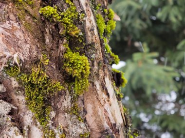 Bir ağaç gövdesinin yakın plan çekimi.