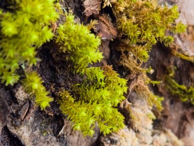 Yaşlı ağacın gövdesinde yeşil yosun var..