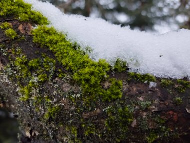 Karda yosun. kış arkaplanı