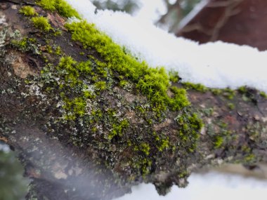 Ağaç gövdesinde yosun