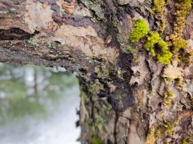 Ormandaki ağaç kabuğunda yosun.
