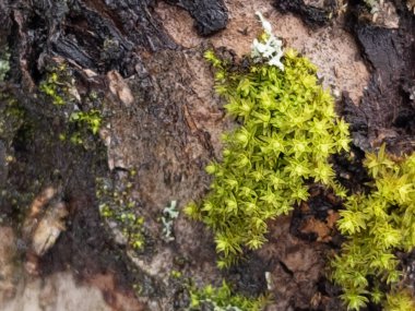 Eski bir oduna yakın çekim