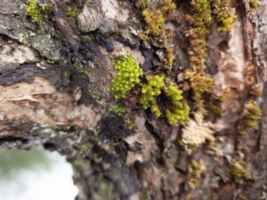 Ağaç gövdesi, kapat, seçici odak
