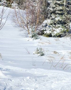 kış karla kaplı ağaç