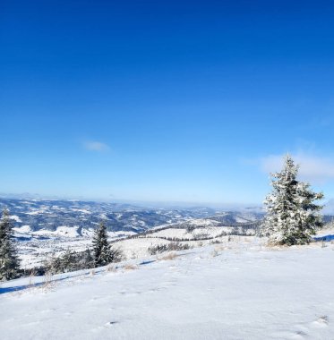 Karla kaplı ağaçlarla kaplı kış manzarası