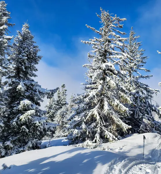 Karla kaplı ağaçlarla kaplı kış manzarası
