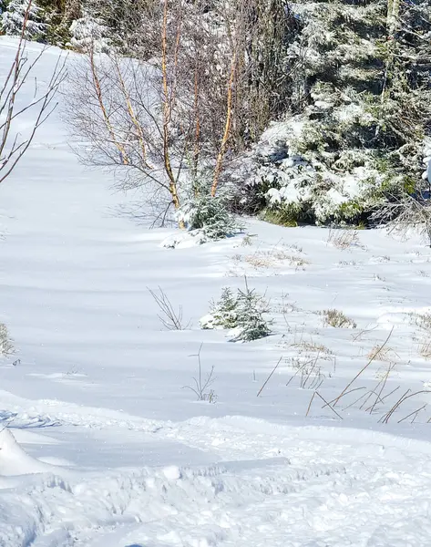 kış karla kaplı ağaç